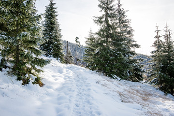 cold day in the snowy winter forest