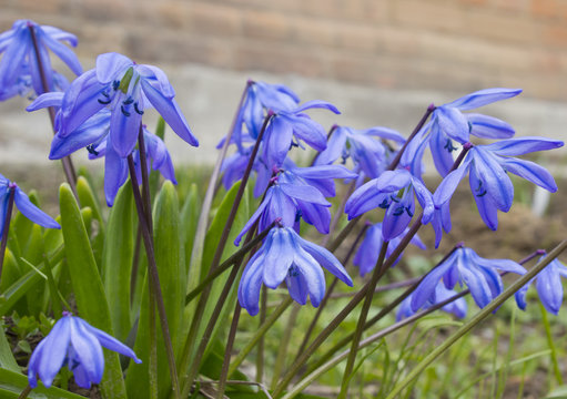 scilla siberica,first spring flowers