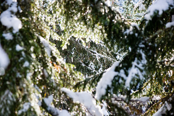 festive christmas spruce tree background on a cold day in the sn