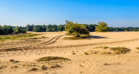 Fototapeta na wymiar Bifurcation of tire tracks in a desertlike Dutch nature reserve