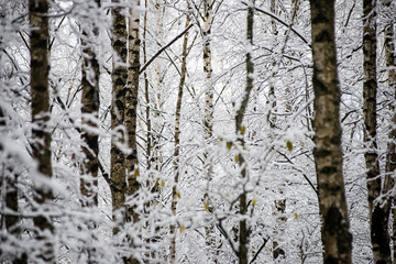 Fototapeta premium birch trees on a cold day in the snowy winter forest