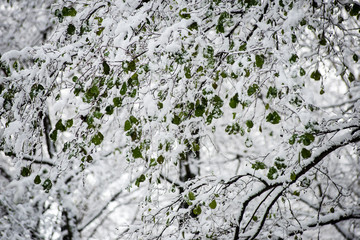 leaves in snow on a cold day in the winter forest