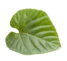 Green leaves shaped  heart on white