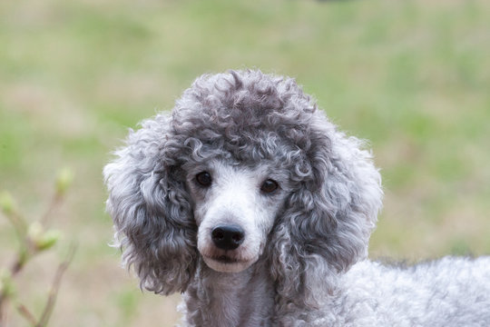 French White Poodle Sit On Green Grass