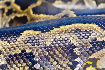 Naklejka premium Photo of snake skin close up in zoo