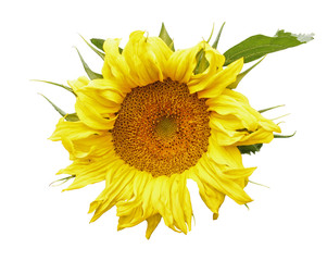 Naklejka premium Blossoming sunflower isolated on white background