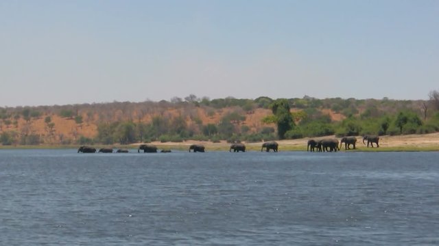 Herd of african elephants fording Chobe River in Botswana, Africa. Handheld shot from water safari boat.