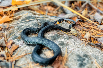 Little snake Natrix basking on a rock in autumn
