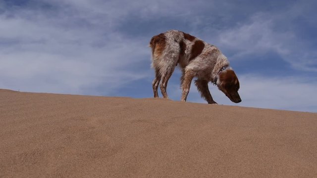 Hunting dog sniffing around in the sand - Épagneul breton - Brittany