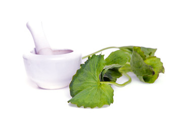 Centella asiatica or Thankuni in Indian, Buabok leaf in Thailand