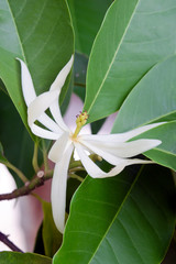 Naklejka premium Champaka beautiful and aroma flower on the tree
