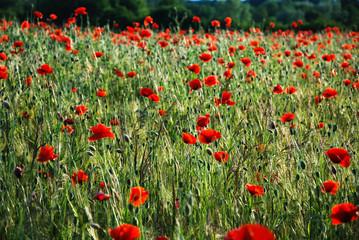 Shiny poppies in a field
