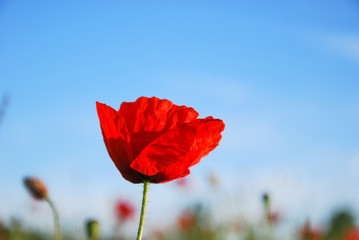 Poppy flower by a blue sky