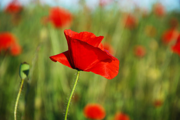 Single shiny poppy