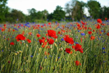 Poppies in a field