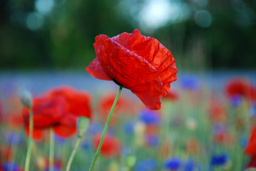 Single poppy flower focused