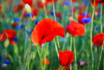 Naklejka premium Poppy flower focused in a field