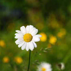 One daisy focused