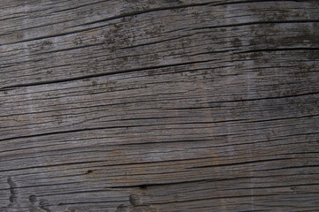 Fototapeta premium grey wood texture