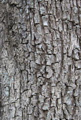 Rough bark Texture