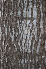 Dark Bark with White Spot- Background