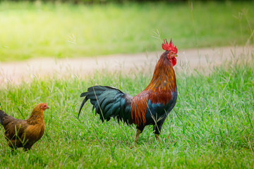 close up portrait of bantam chickens, Beautiful colorful cock
