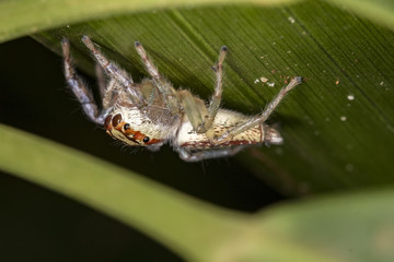 Jumping Spider under leaf extreme close up - Macro photo of jumping Spider under leaf