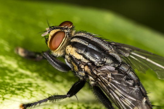 Fly red eyes on leaf extreme closeup photo - Fly red eyes macro photo