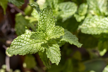 Fototapeta na wymiar twig with fresh mint leaves in detail - Spearmint fresh leaves close up