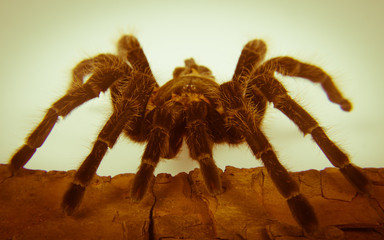 Closeup of mexican spider -tarantula (brachypelma albopilosum)