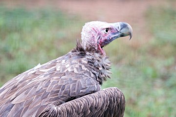  vulture in a detailed portrait at a zoo