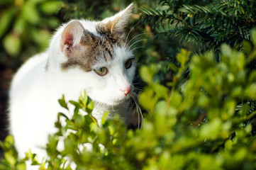 Katze