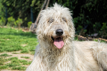 Portrait of beautiful Irish wolfhound dog posing in the garden. Dog lying in grass