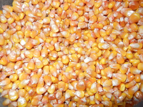 Corn for feeding poultry