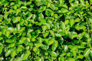 Fototapeta na wymiar closeup green leaf for background