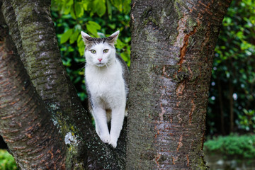 Katze im Baum