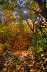 Fototapeta premium Herbstlandschaft