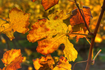 Weinblatt im Herbst