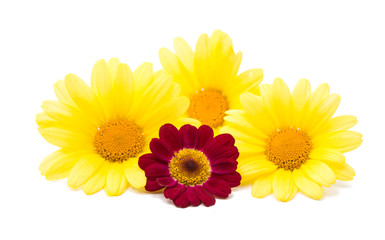 yellow daisies