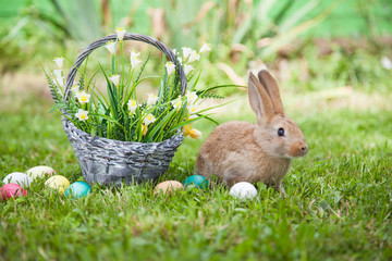 Cute rabbit on the grass