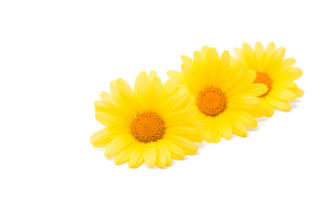 yellow daisies