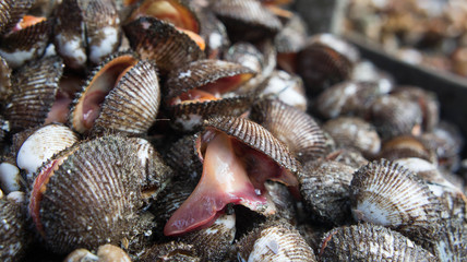 cockle or Scallop Seafood Where people eat one. Must be cooked t