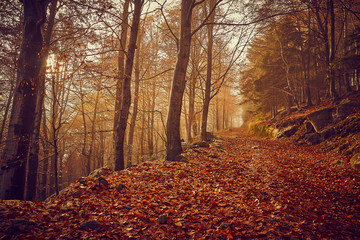 Obraz premium Autunno nella foresta con nebbia