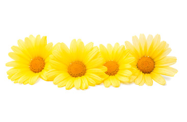 Naklejka premium yellow daisies