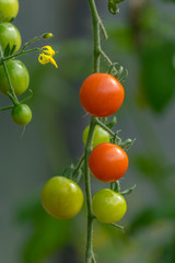 Green and red tomatoes growing on a vine.