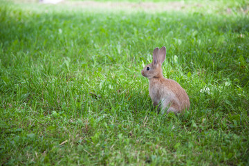 Cute rabbit on the grass