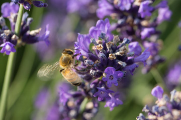 flying bee