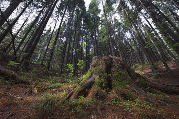 natural Park Samarovskiy Chugas, Khanty-Mansiysk, Russia