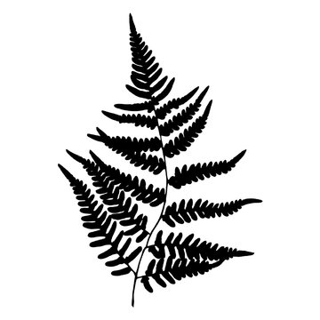 Fern. Silhouette sheet fern on white background. Vector.