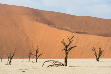 Dead dry trees of DeadVlei valley at Namib desert